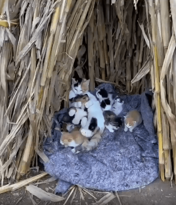 출처 : Reddit /  고양이 어미와 새끼 고양이들이 모여있다