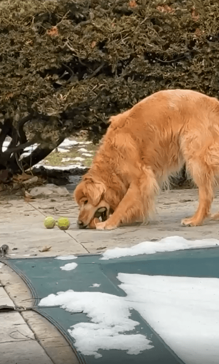 출처 : Reddit / 골든리트리버가 공을 입에 물고있다