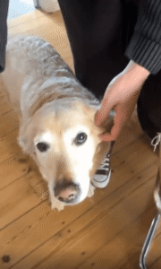 이건 또 뭔 느낌이지? 귀를 긁어주자 묘한 표정을 짓는 강아지