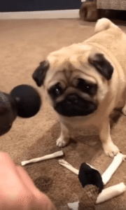 “이게 뭐지…? 그런데 기분은 좋은데?” 마사지건을 처음 경험한 퍼그의 반응