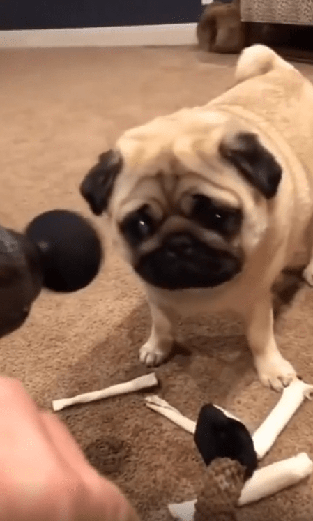 출처 : Reddit / 마사지건을 신뢰하지 않는 퍼그