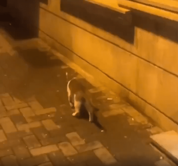 출처 : Reddit /  난간을 향해 걸어가는 고양이