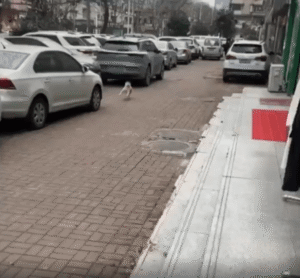 완벽한 슬릭백 워크! 경쾌하게 발을 띄우며 다가오는 강아지