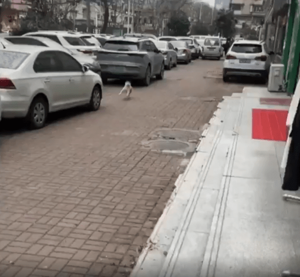 출처 : Reddit /  멀리서 강아지가 오고있다