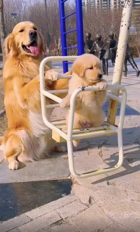 출처 : Reddit / 그네를 밀어주고 있는 어미개