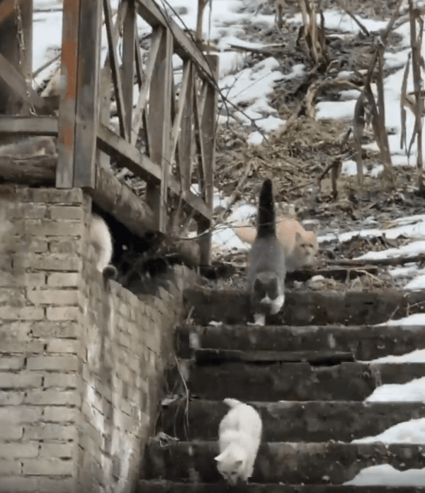 출처 : Reddit /  우르르 내려가는 고양이들