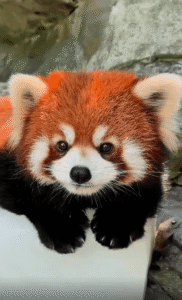 이게 바로 천연 에어컨! 얼음 위에서 더위를 식히는 레서팬더