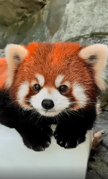 출처 : Reddit /  레서 펜더가 얼음위에서 더위를 식힌다