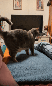 얼굴에 머리를 들이박는 애교 많은 고양이