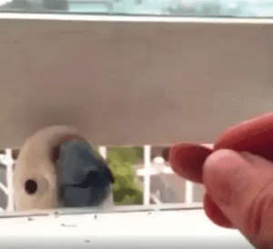 “이건 배신이야!” 눈앞에서 먹이를 빼앗긴 앵무새의 깊은 원망