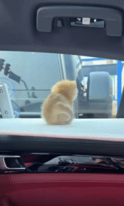 이거… 생각보다 어려운데? 작은 받침대에서 중심을 잃고 떨어지는 새끼 고양이