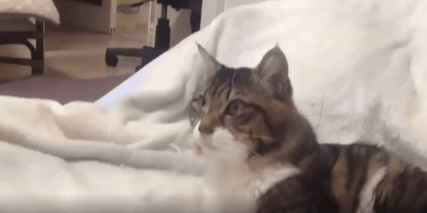 출처 : Reddit / 고양이가 무언가를 보고 있다