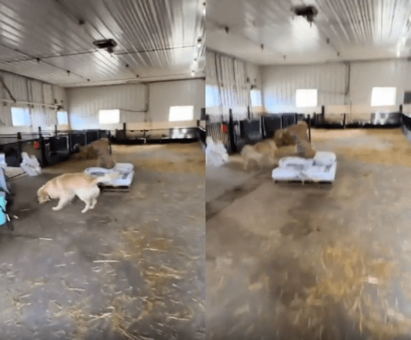 출처 : Reddit / 돼지 우리 방문에 신나보이는 강아지