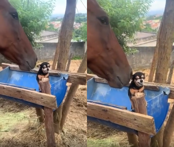 출처 : Reddit / 말이 얼굴을 강아지에 가깝게 대자 강아지가 으르렁 거린다