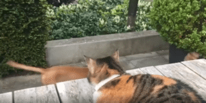 “강아지 건드리지 마!” 친구를 지켜주는 고양이의 빠른 대응