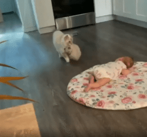 “소중한 걸 보여줄게!” 새끼 고양이를 아기에게 소개하는 어미 고양이