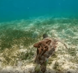 “내 전용 택시 도착!” 거북이 등에 올라탄 문어의 여유로운 바다 여행