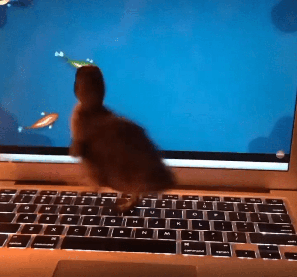 출처 : Reddit /  새끼 오리가 모니터를 바라본다