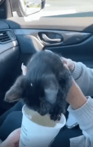 크림은 못 참지! 컵 속으로 얼굴을 파묻은 고양이