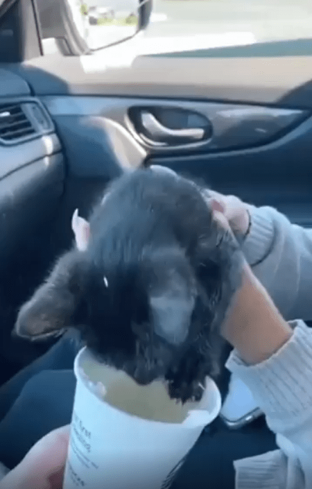 출처 : Reddit / 주인이 크림이 담긴 컵을 고양이에게 가져간다