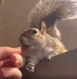 “거기야! 거기 계속!” 손가락을 붙잡고 마사지 요청하는 다람쥐