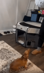 “새 친구다!” 방석째 등장한 강아지를 보고 신난 닥스훈트