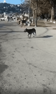 아슬아슬! 하지만 완벽해! 바닷가 끝자락에서 공을 굴리는 강아지