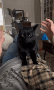 이 감각은 뭐지…? 귀를 쓰다듬자 당황한 표정을 짓는 검은 고양이