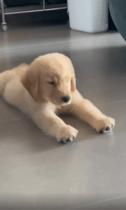 “이게 바로 힐링 자세!” 바닥에 발을 쭉 뻗고 누워있는 강아지