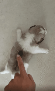 비행 준비 완료! 하늘을 나는 듯한 자세를 취하는 새끼 강아지