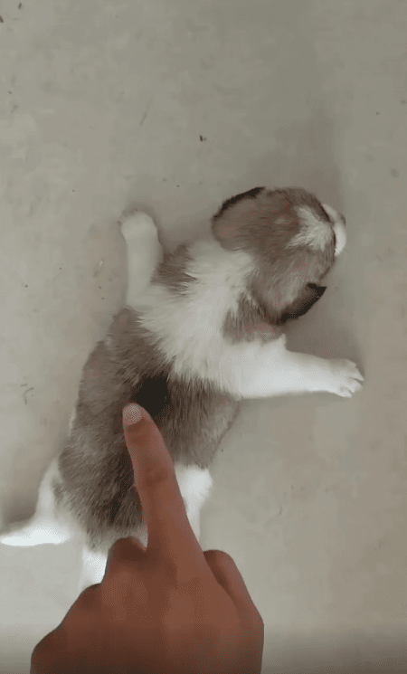 출처 : Reddit / 새끼 강아지의 등을 살짝 건드리자