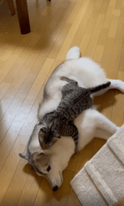 “가만히 있어, 내가 깨끗하게 해줄게!” 강아지 위에서 그루밍해 주는 고양이