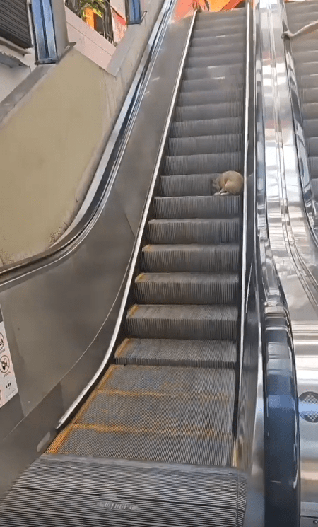 출처 : Reddit / 강아지가 에스칼레이터를 타고 내려온다