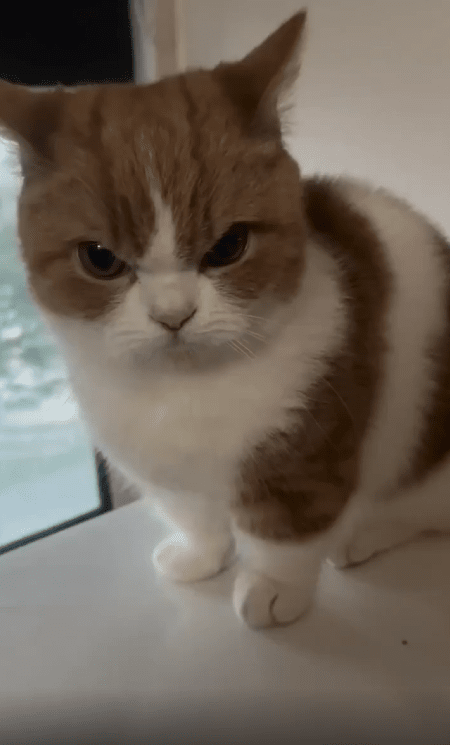 출처 : Reddit / 화난 표정의 고양이