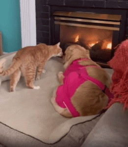 “괜찮아, 내가 옆에 있어.” 수술 후 누워 있는 강아지를 지켜주는 고양이