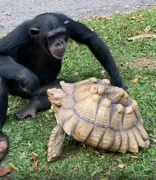 출처 : Reddit / 침펜지와 거북이가 있다