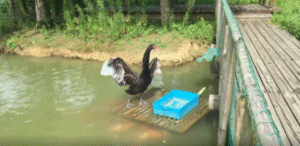 “나눌 생각은 없었는데…” 흑고니의 사료에 달려든 물고기들