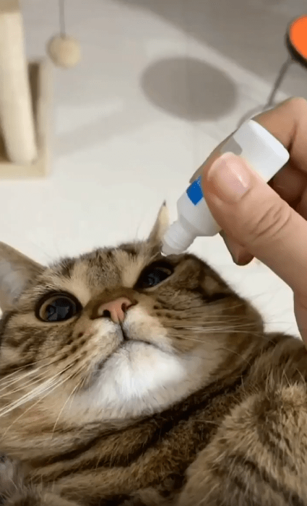 출처 : Reddit / 고양이에게 눈약을 넣어주고있다