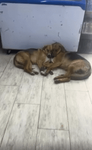 함께라서 더 포근해 얼굴을 맞대고 자는 두 강아지의 귀여운 순간