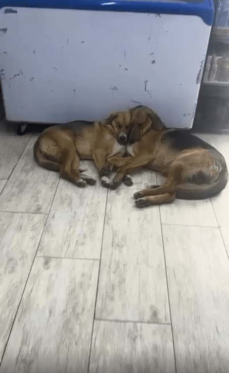 출처 : Reddit / 두 강아지가 얼굴을 맞대고 자는중이다