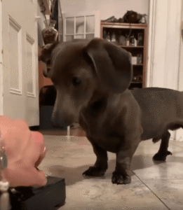 “이게 어떻게 돌아가는 거지?” 다이얼식 전화기를 신기하게 바라보는 닥스훈트