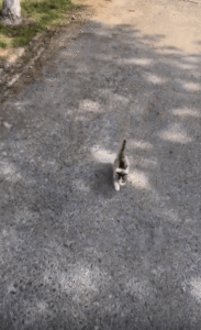 “이제 당신은 고양이 집사입니다” 다리를 껴안으며 사랑을 전하는 새끼 고양이