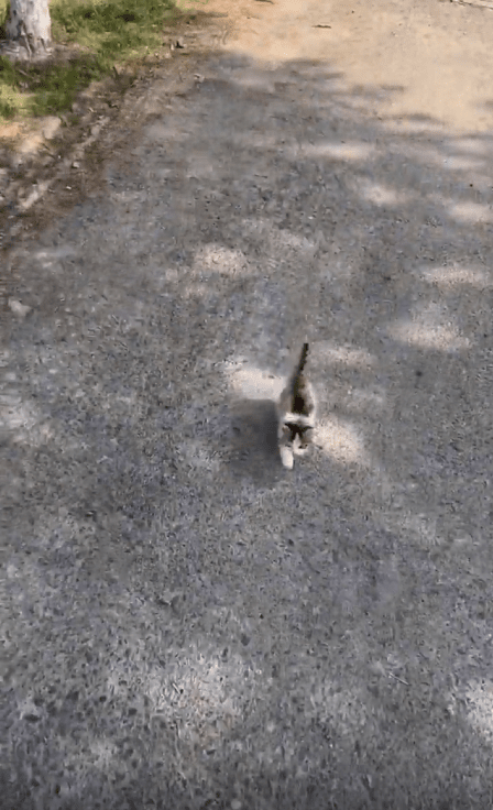 출처 : Reddit / 새끼 고양이가 걸어온다