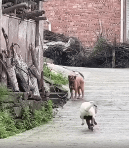 “진정한 친구의 모습” 친구의 목줄을 풀어준 강아지의 따뜻한 순간