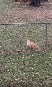“어디 가려고?” 울타리를 넘으려는 고양이를 막은 강아지의 귀여운 순간