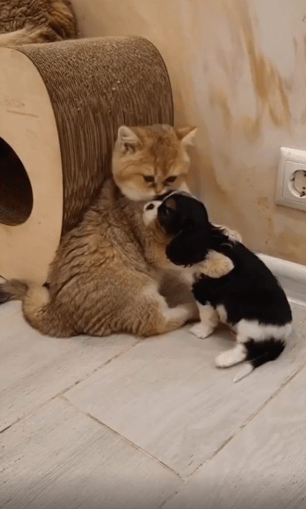 출처 : Reddit / 새끼 강아지를 안고있는 고양이