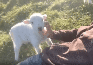 “계속 쓰다듬어줘!” 쓰다듬기가 멈추자 손을 건드리는 새끼 양