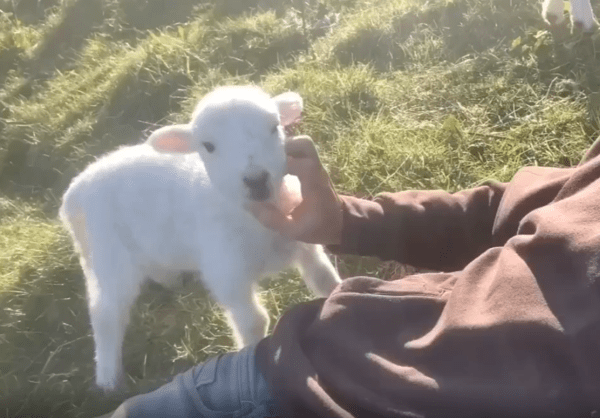 출처 : Reddit / 풀밭에 남자가 누워 새끼 양을 쓰다듬어 주고있다