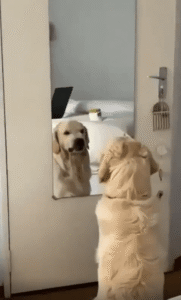 “이게 바로 무서운 표정!” 거울 앞에서 화난 표정 연습을 하는 강아지