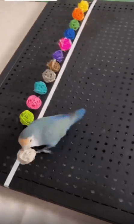 출처 : Reddit / 앵무새가 흰색깔의 공을 집어든다